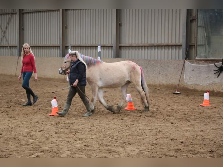 Fjord Horses Gelding 3 years 14,1 hh Red Dun in Schinveld Fjord Horses Gelding 3 years 14,1 hh Red Dun in Schinveld