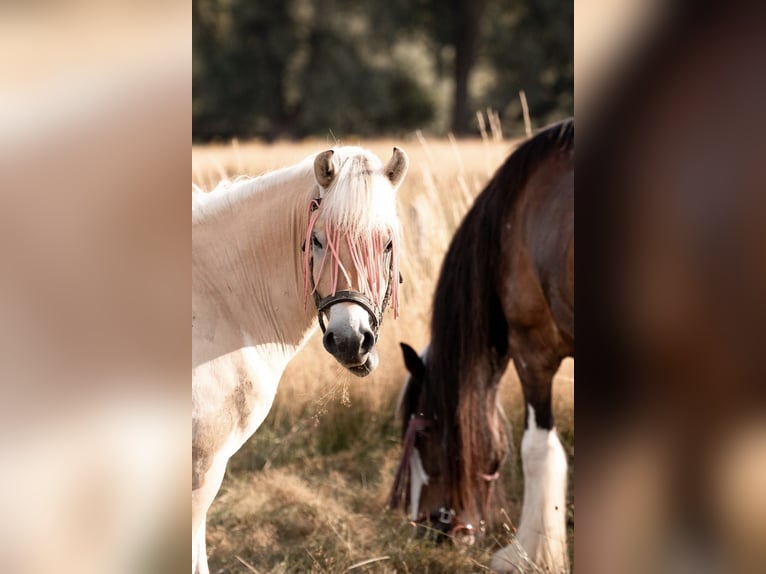 Fjord Horses Gelding 3 years 14,1 hh Red Dun in Schinveld Fjord Horses Gelding 3 years 14,1 hh Red Dun in Schinveld