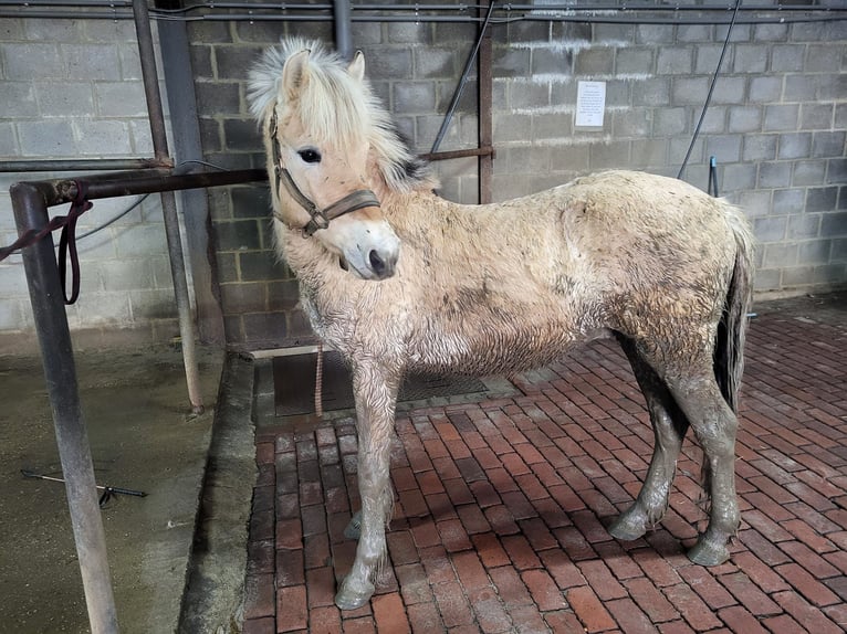 Fjord Horses Gelding 3 years 14,1 hh Red Dun in Schinveld Fjord Horses Gelding 3 years 14,1 hh Red Dun in Schinveld