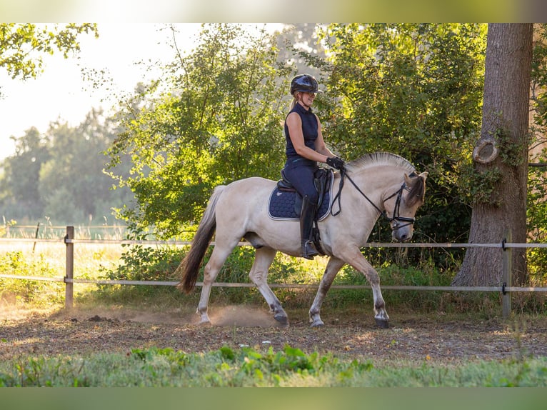 Fjord Horses Gelding 3 years 14,2 hh in Loozen