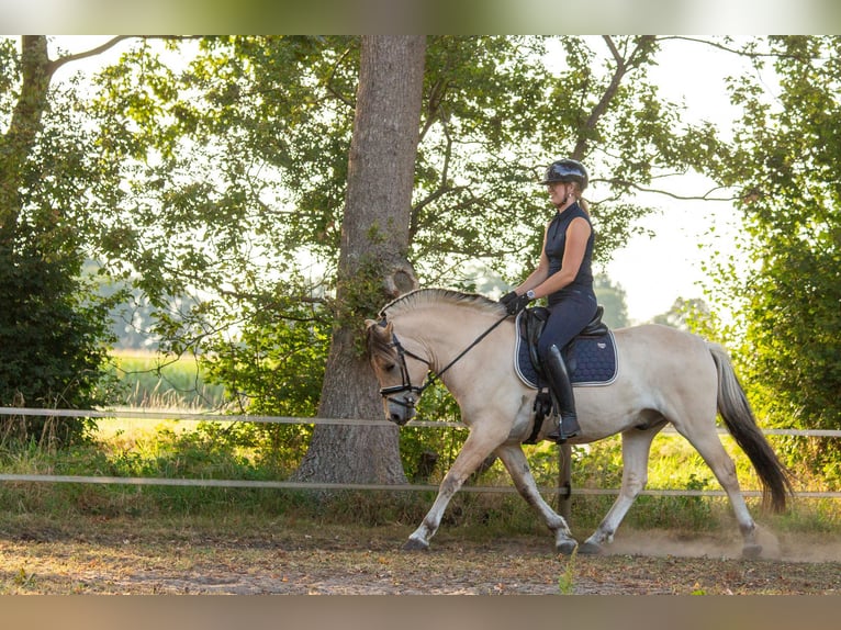 Fjord Horses Gelding 3 years 14,2 hh in Loozen