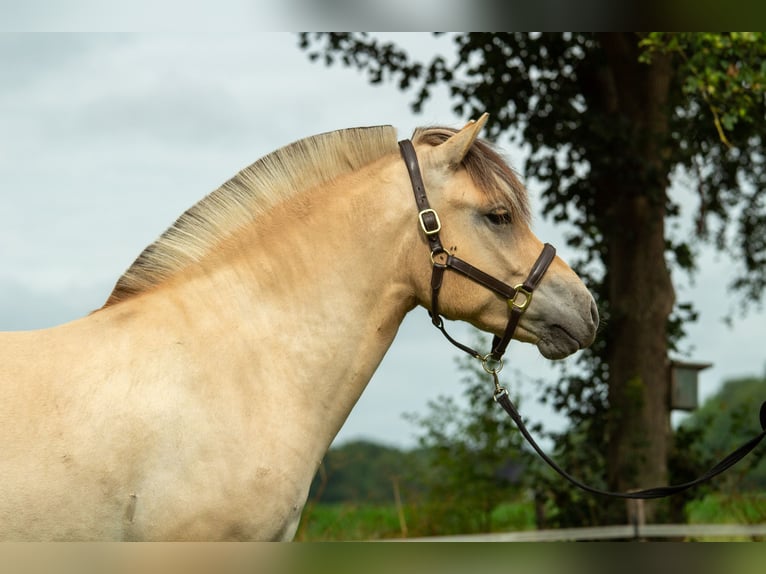 Fjord Horses Gelding 3 years 14,2 hh in Loozen