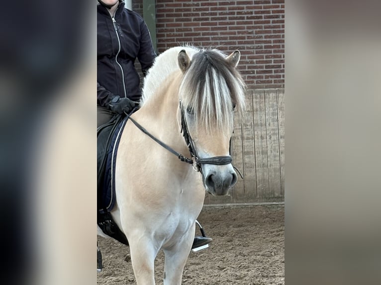 Fjord Horses Gelding 3 years 14,2 hh in Beek en Donk