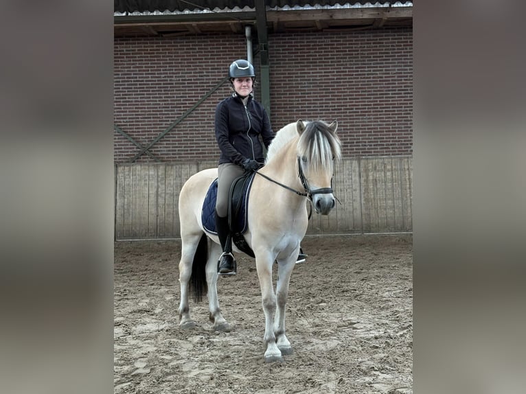 Fjord Horses Gelding 3 years 14,2 hh in Beek en Donk