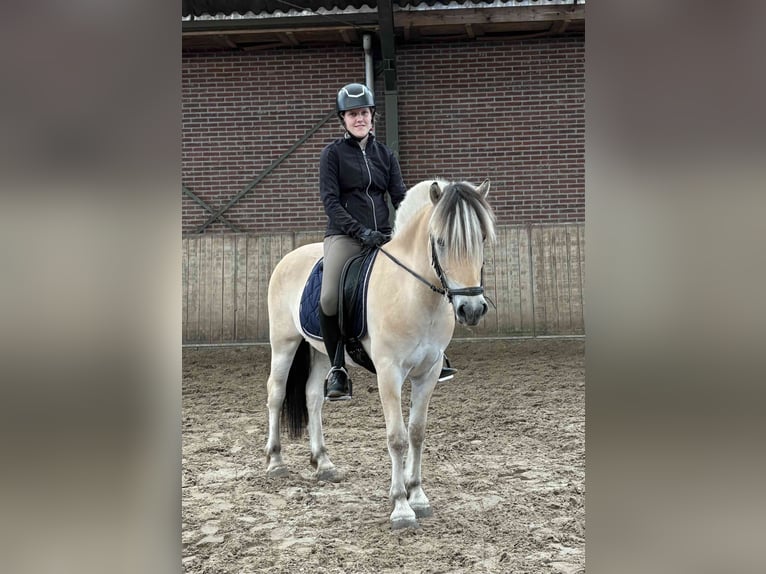 Fjord Horses Gelding 3 years 14,2 hh in Beek en Donk