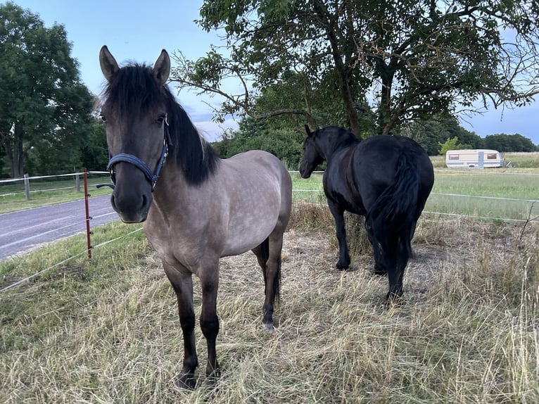 Fjord Horses Mix Gelding 3 years 15 hh Dun in Genthin