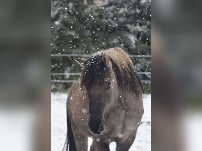 Fjord Horses Mix Gelding 3 years 15 hh Dun in Genthin