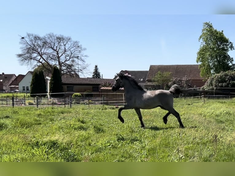 Fjord Horses Mix Gelding 3 years 15 hh Dun in Genthin