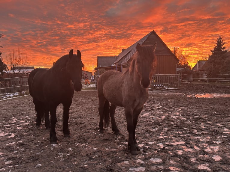 Fjord Horses Mix Gelding 3 years 15 hh Dun in Genthin