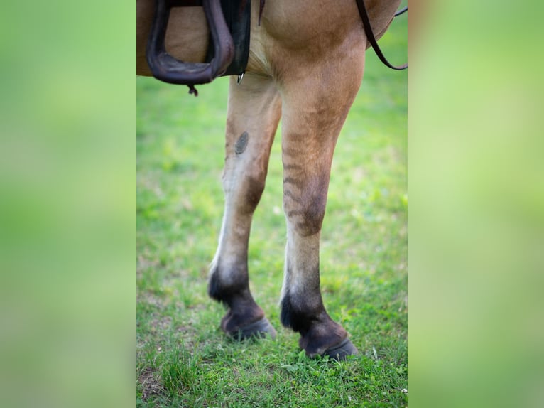 Fjord Horses Mix Gelding 3 years Dun in Sherborn