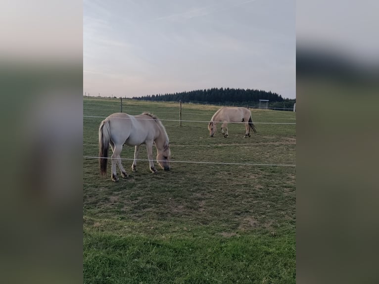 Fjord Horses Gelding 3 years Dun in Boos
