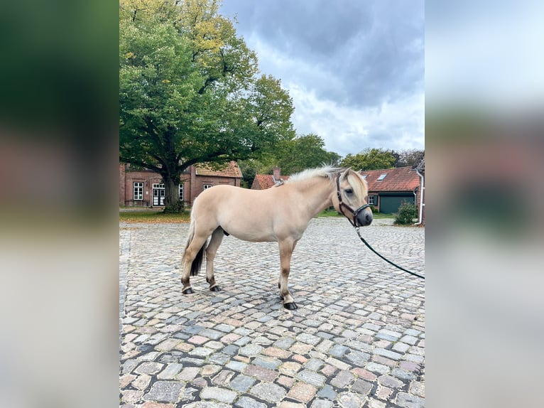 Fjord Horses Gelding 4 years 13,2 hh Dun in Ellerau