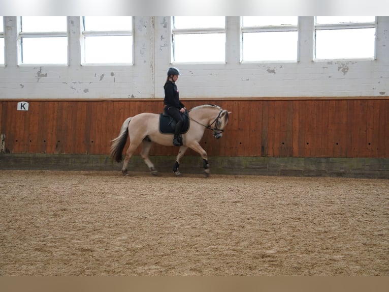 Fjord Horses Gelding 4 years 13,2 hh Dun in Ellerau