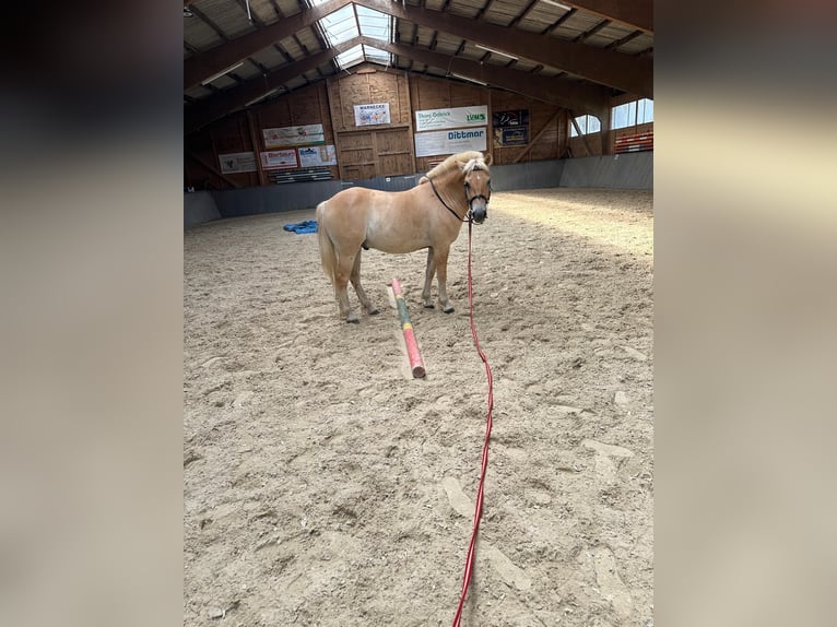 Fjord Horses Gelding 4 years 13,2 hh Dun in Bad Grund Fjord Horses Gelding 4 years 13,2 hh Dun in Bad Grund