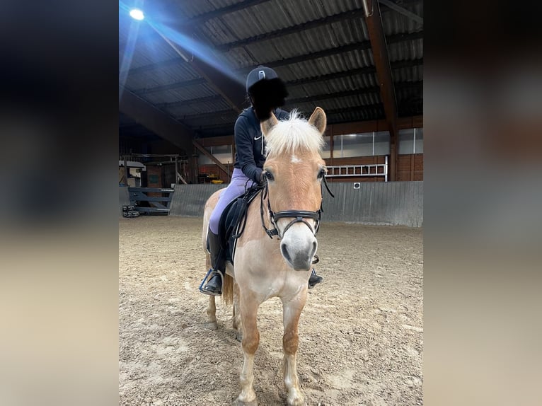 Fjord Horses Gelding 4 years 13,2 hh Dun in Bad Grund Fjord Horses Gelding 4 years 13,2 hh Dun in Bad Grund