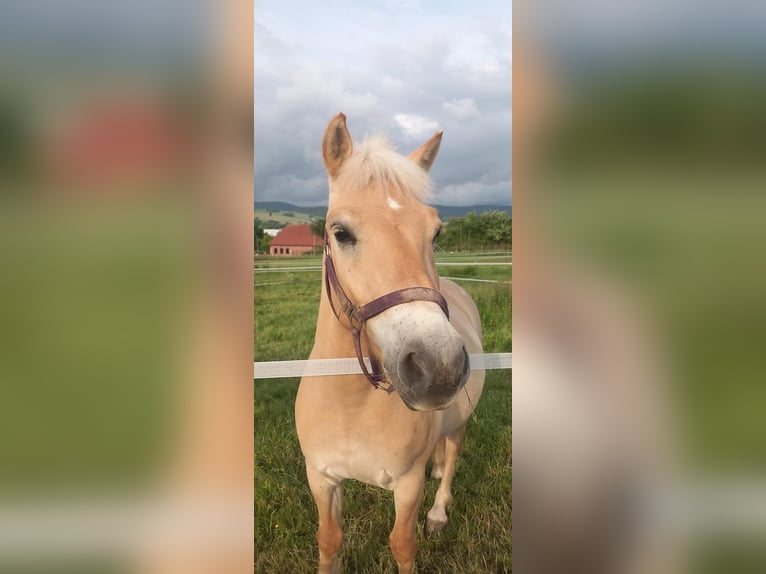 Fjord Horses Gelding 4 years 13,2 hh Dun in Bad Grund Fjord Horses Gelding 4 years 13,2 hh Dun in Bad Grund