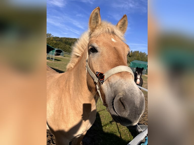 Fjord Horses Gelding 4 years 13,2 hh Dun in Bad Grund Fjord Horses Gelding 4 years 13,2 hh Dun in Bad Grund