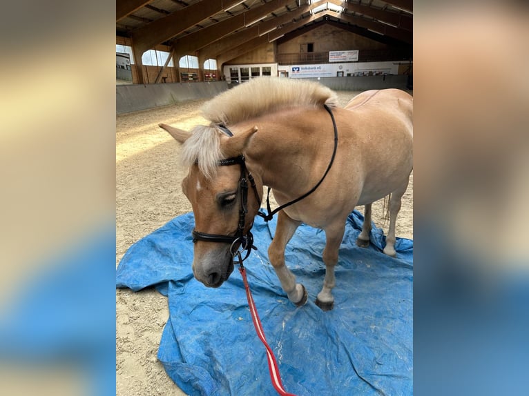 Fjord Horses Gelding 4 years 13,2 hh Dun in Bad Grund Fjord Horses Gelding 4 years 13,2 hh Dun in Bad Grund