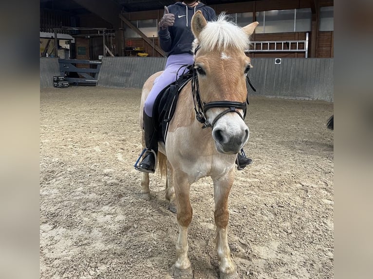 Fjord Horses Gelding 4 years 13,2 hh Dun in Bad Grund Fjord Horses Gelding 4 years 13,2 hh Dun in Bad Grund