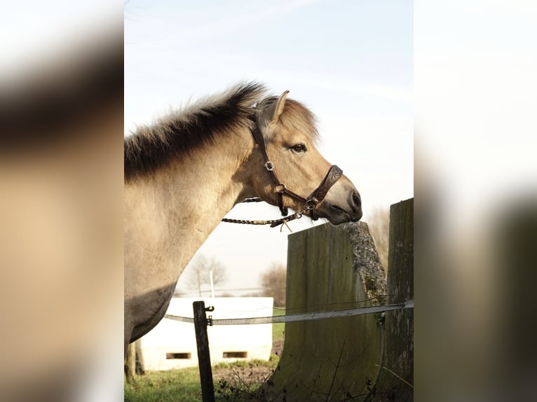 Fjord Horses Gelding 4 years 13,2 hh in Achterveld