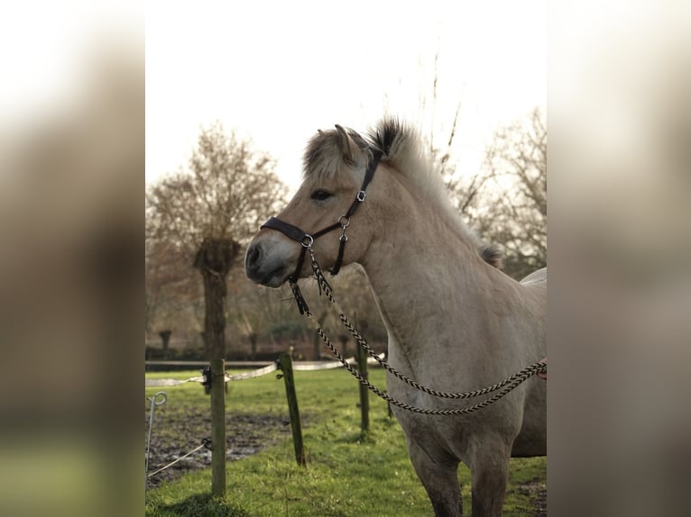 Fjord Horses Gelding 4 years 13,2 hh in Achterveld
