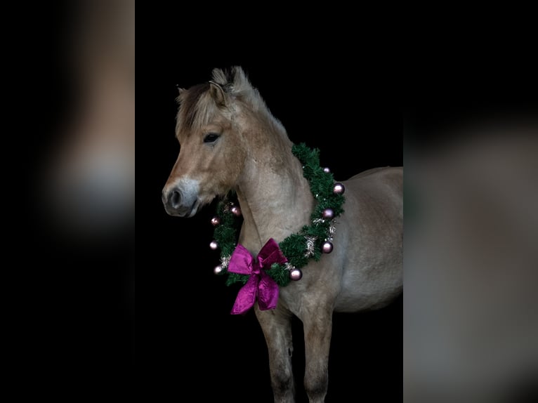 Fjord Horses Gelding 4 years 13,2 hh in Achterveld