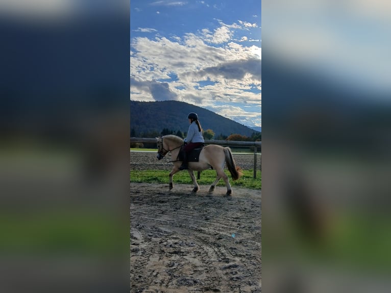 Fjord Horses Gelding 4 years 13,3 hh Dun in Villach
