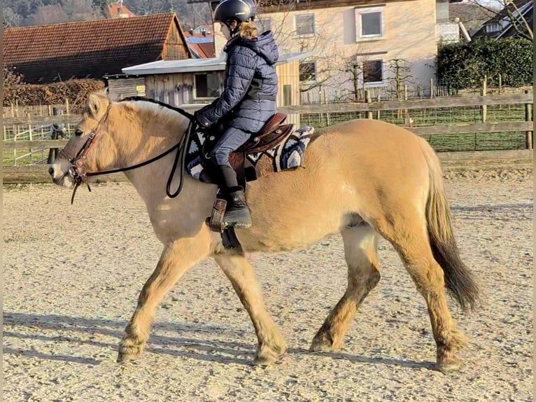 Fjord Horses Gelding 4 years 13,3 hh Dun in Kressbronn am Bodensee