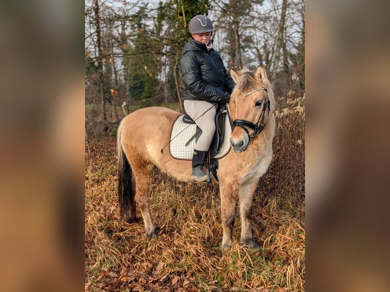Fjord Horses Gelding 4 years 13,3 hh Dun in Kressbronn am Bodensee