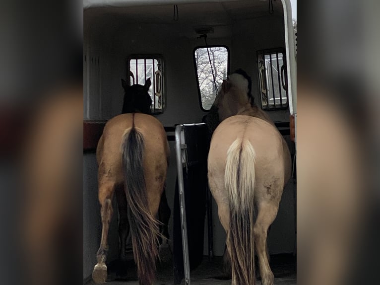 Fjord Horses Gelding 4 years 13,3 hh Dun in Homberg (Ohm)