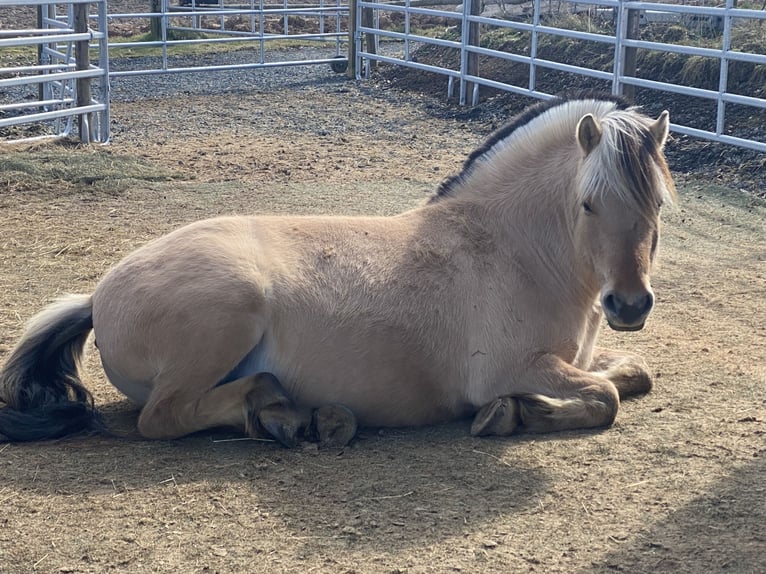 Fjord Horses Gelding 4 years 13,3 hh Dun in Homberg (Ohm)