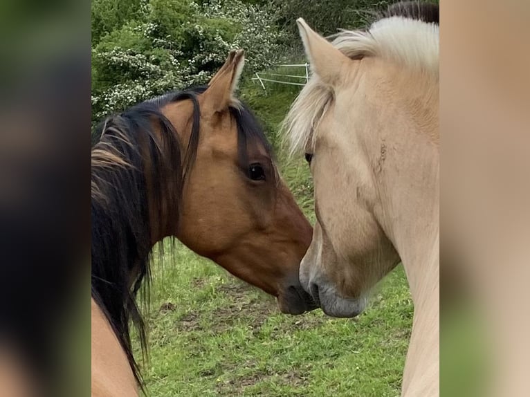 Fjord Horses Gelding 4 years 13,3 hh Dun in Homberg (Ohm)