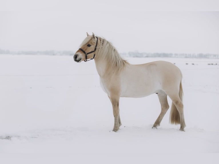 Fjord Horses Gelding 4 years 14.1 hh Bay in Grijpskerk
