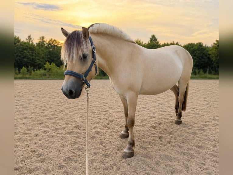 Fjord Horses Gelding 4 years 14.1 hh Brown-Light in Ebersberg