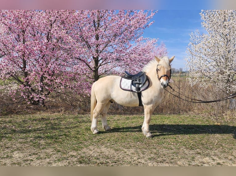 Fjord Horses Gelding 4 years 14.1 hh Brown-Light in Győrzámoly