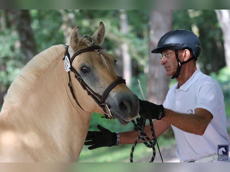 Fjord Horses Gelding 4 years 14.1 hh Dun in Puy de Dome