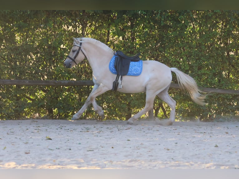Fjord Horses Gelding 4 years 14.1 hh Dun in Reichelsheim