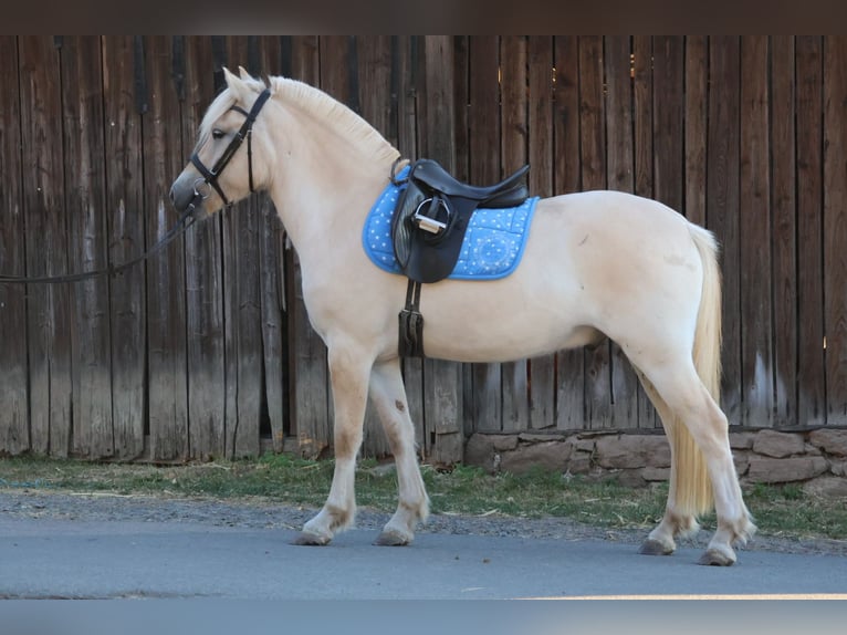 Fjord Horses Gelding 4 years 14.1 hh Dun in Reichelsheim