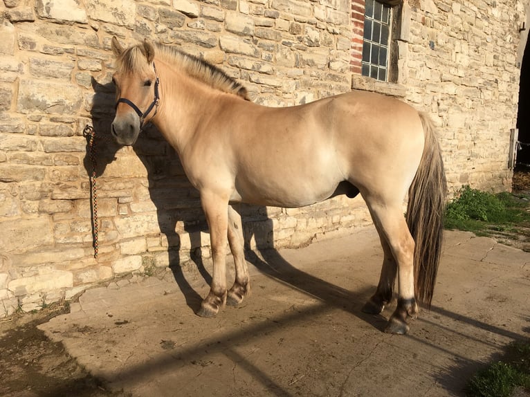 Fjord Horses Gelding 4 years 14,1 hh Dun in Gerbstedt