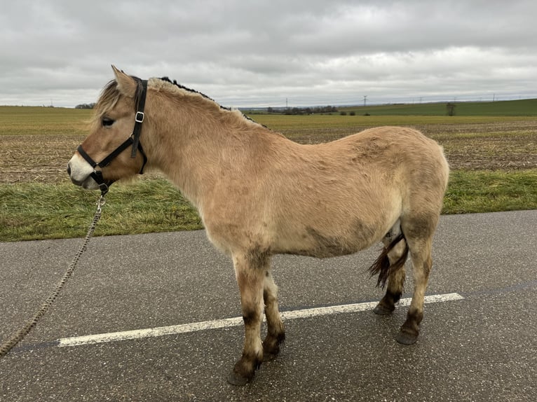 Fjord Horses Gelding 4 years 14,1 hh Dun in Petit tenquin