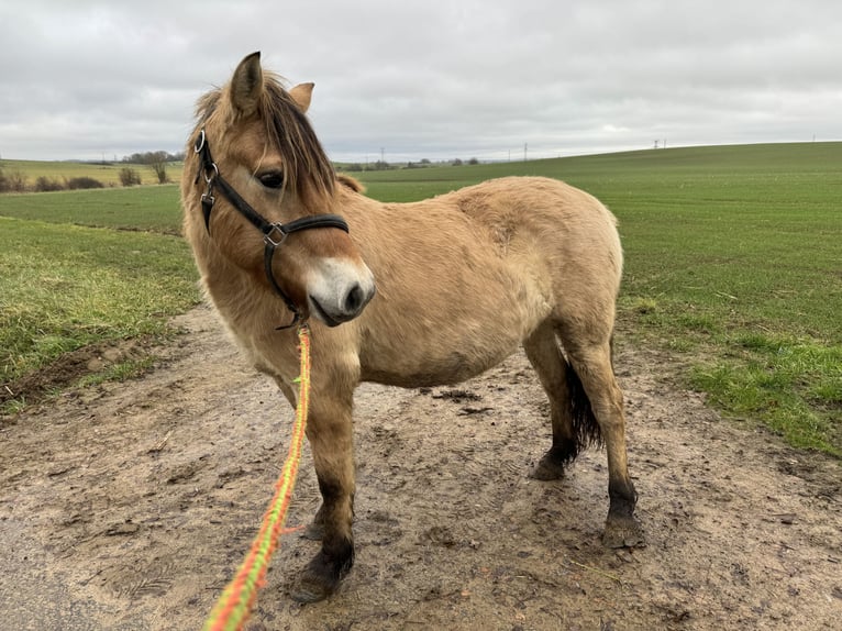 Fjord Horses Gelding 4 years 14,1 hh Dun in Petit tenquin