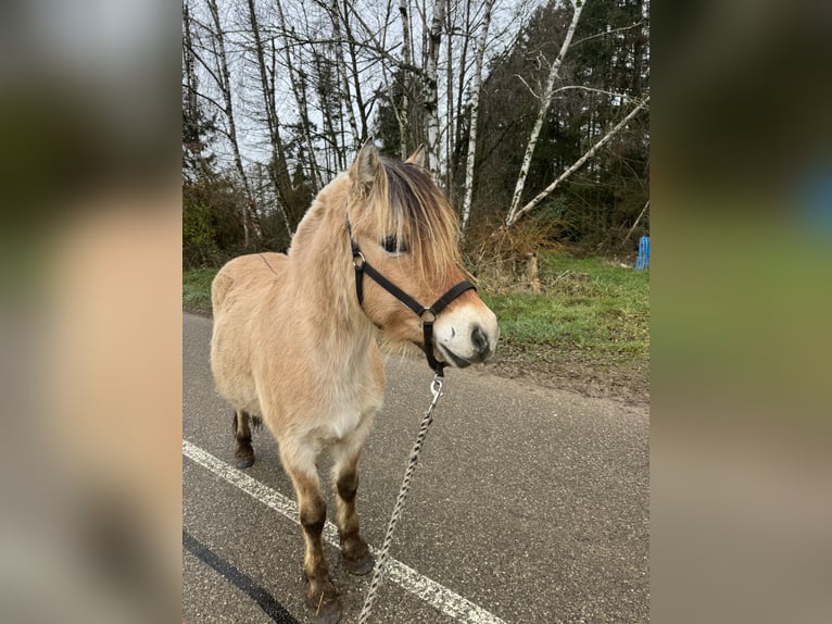 Fjord Horses Gelding 4 years 14,1 hh Dun in Petit tenquin