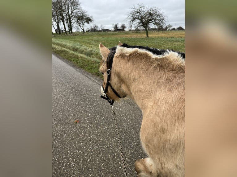 Fjord Horses Gelding 4 years 14,1 hh Dun in Petit tenquin