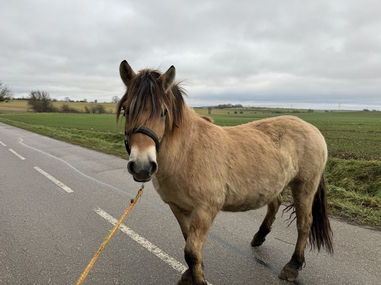 Fjord Horses Gelding 4 years 14,1 hh Dun in Petit tenquin