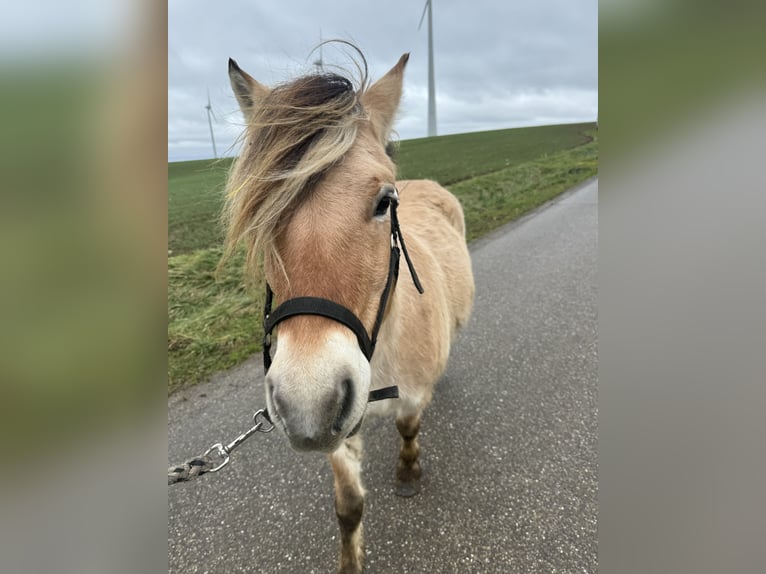 Fjord Horses Gelding 4 years 14,1 hh Dun in Petit tenquin