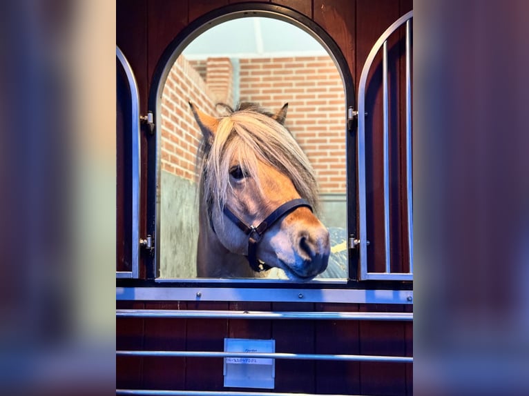 Fjord Horses Gelding 4 years 14.1 hh  in Mussel