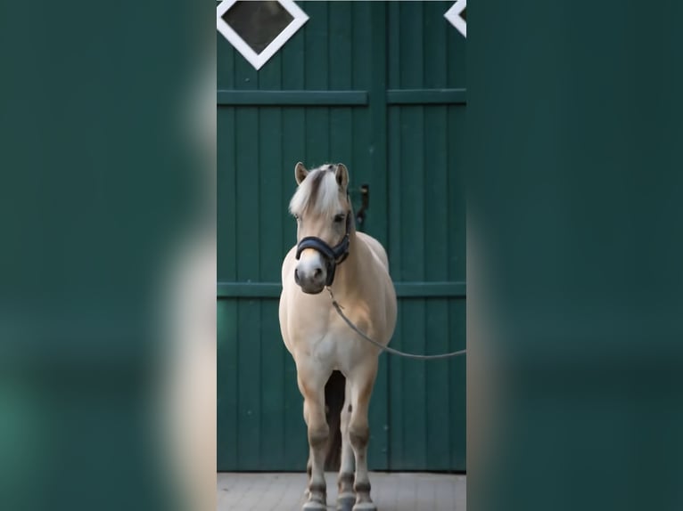 Fjord Horses Gelding 4 years 14.2 hh Dun in Lotte
