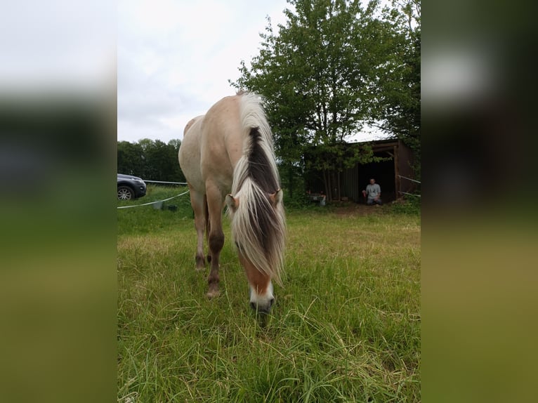 Fjord Horses Gelding 4 years 14.2 hh Dun in Schlüchtern