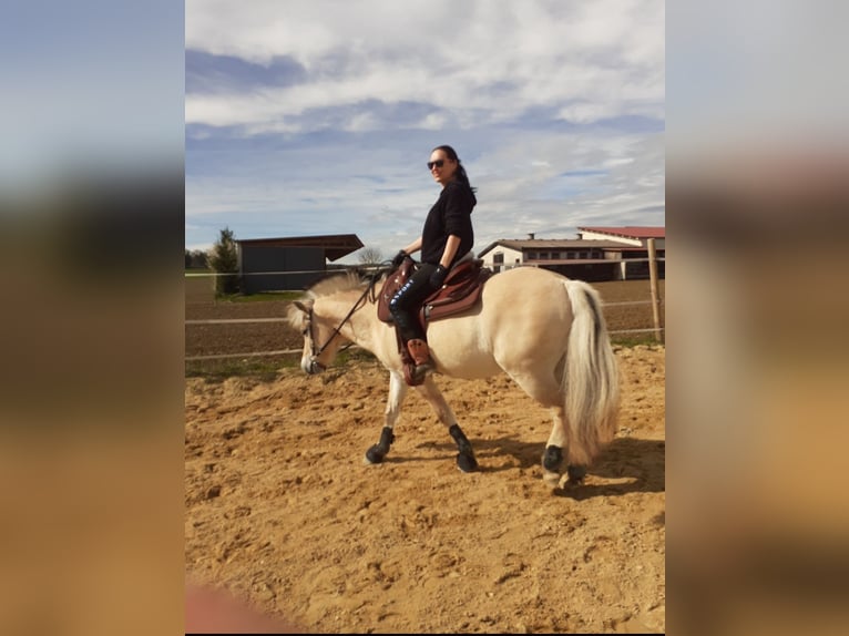 Fjord Horses Gelding 4 years 14,2 hh Dun in Langenau