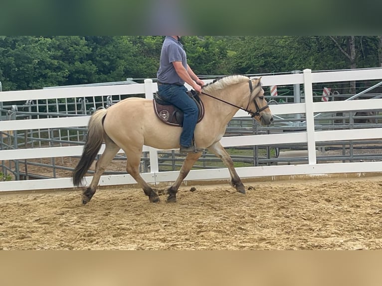 Fjord Horses Gelding 4 years 14.3 hh Dun in Morsbach